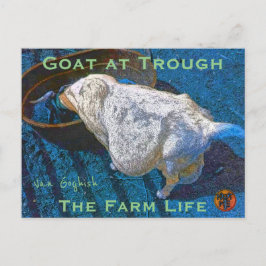 YNOTME VAN GOGHISCHE ZIEGE AM TROUGH2 POSTKARTE