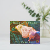 YNOTME VAN GOGHISH GOAT AT TROUGH2a Postkarte (Stehend Vorderseite)