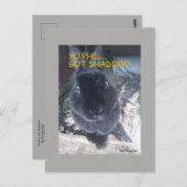 Yo Phil, Got Shadow - Postcard Postkarte (Vorne/Hinten)