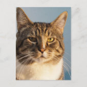 Yoda Postkarte (Vorderseite)