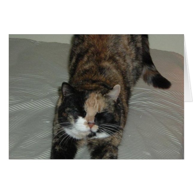 Yoga Calico Cat (Vorderseite (Horizontal))