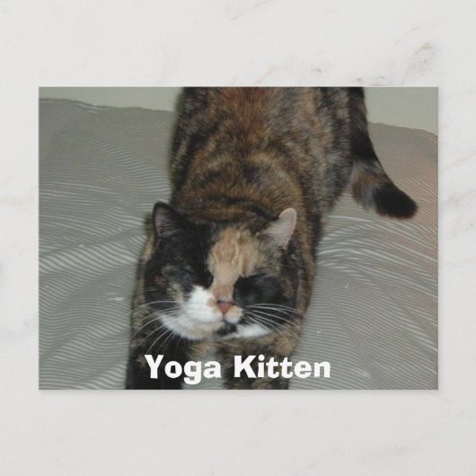 Yoga Calico Cat Postkarte (Vorderseite)