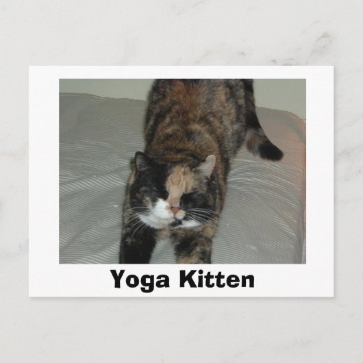 Yoga Calico Cat Postkarte (Vorderseite)