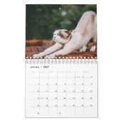 Yoga Cat Kalender (Jan 2027)