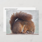 Yoga Eichhörnchen Postkarte (Vorne/Hinten)