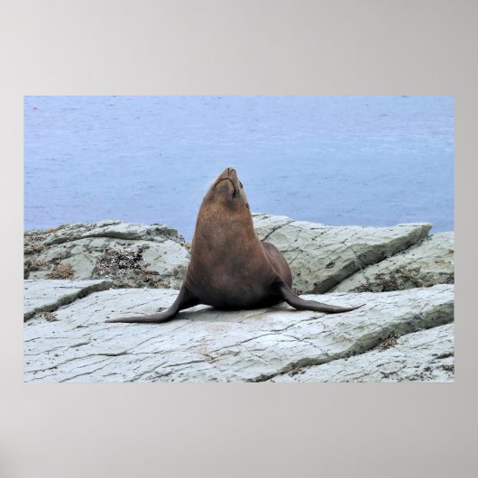 Yoga Fur Siegel Poster (Vorne)