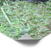 Yoga Gorilla Poster (16x20) Om.... (Ecke)