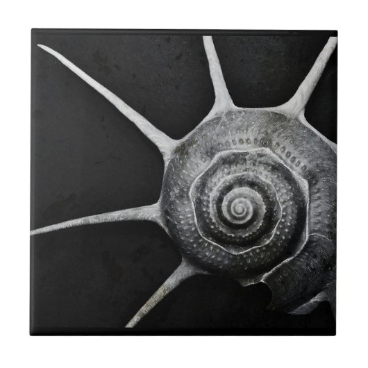 Yoka Muschel-Fliese Fliese (Vorderseite)