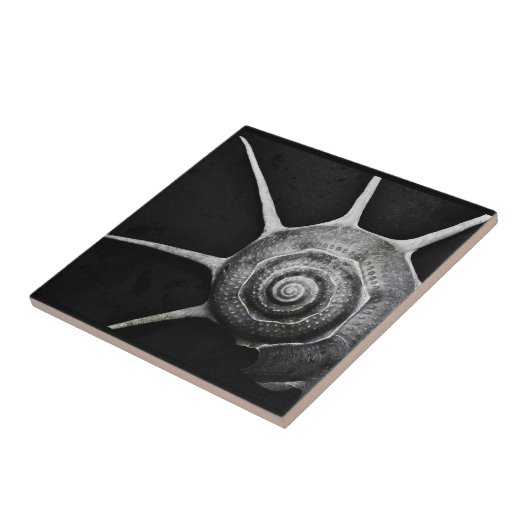 Yoka Muschel-Fliese Fliese (Seite)