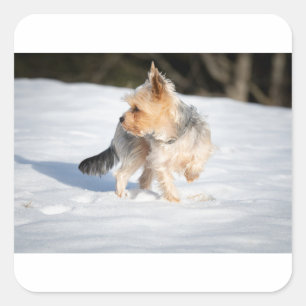 Yokie im Schnee Quadratischer Aufkleber