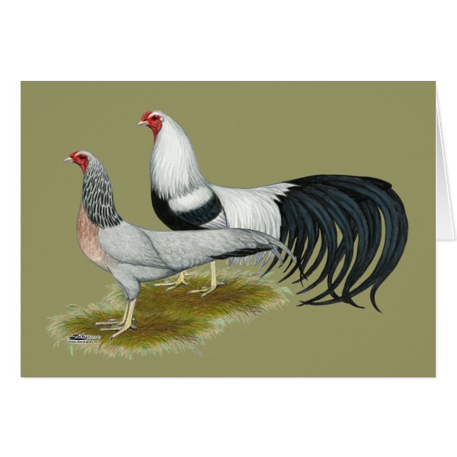 Yokohama: Silver Duckwing Pair (Vorderseite (Horizontal))