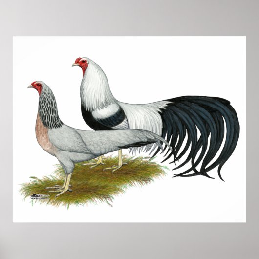 Yokohama: Silver Duckwing Pair Poster (Vorne)