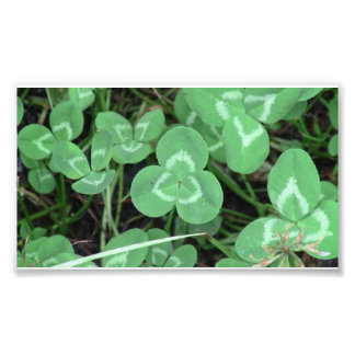 Yolly Bolly California Flora Pflanze Botany Biota Fotodruck