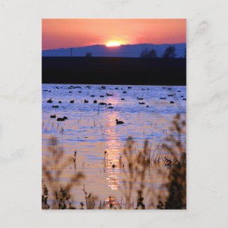 Yolo Wildlife Area Postkarte