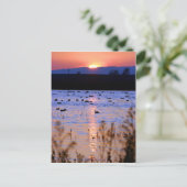 Yolo Wildlife Area Postkarte (Stehend Vorderseite)