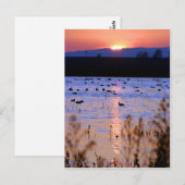 Yolo Wildlife Area Postkarte (Vorne/Hinten)
