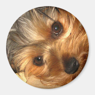 York Augen Magnet