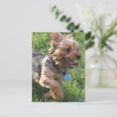 York Terrier Dog Postcard Postkarte (Stehend Vorderseite)