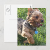 York Terrier Dog Postcard Postkarte (Vorne/Hinten)