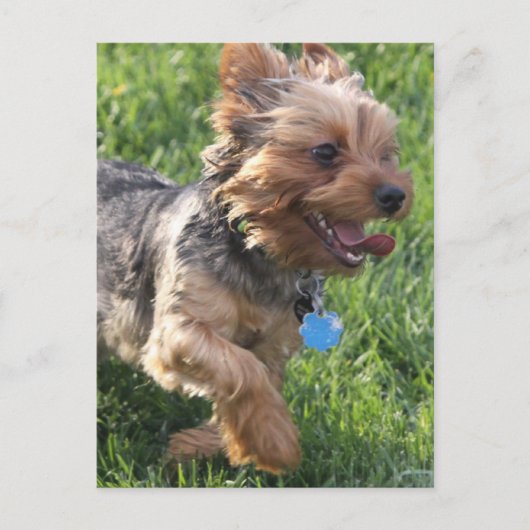York Terrier Dog Postcard Postkarte (Vorderseite)