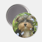 York Terrier Magnet (Vorderseite/Rückseite)