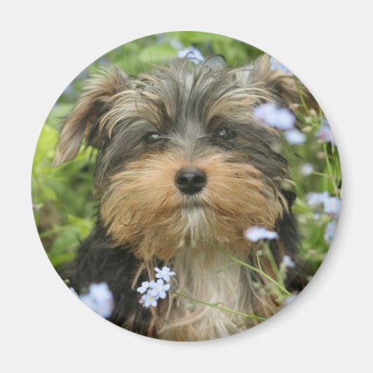 York Terrier Magnet (Vorne)