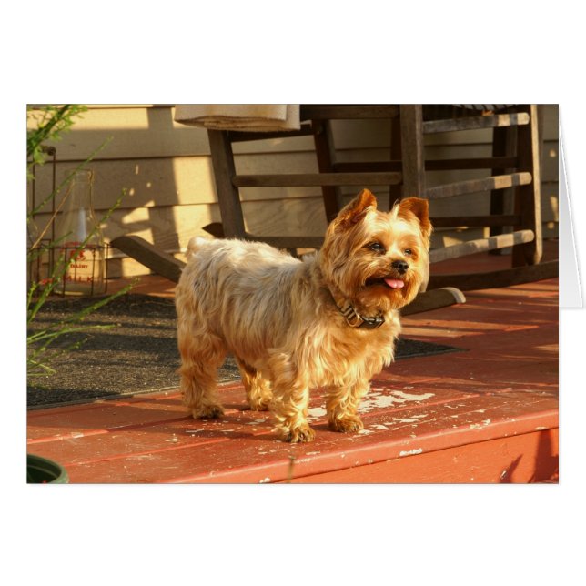 Yorkie (Vorderseite (Horizontal))