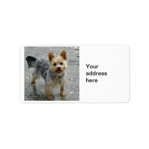 Yorkie Adressaufkleber