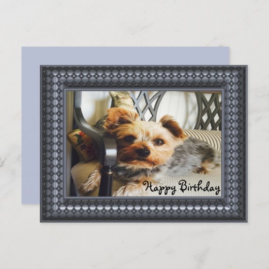 Yorkie auf einer Bank Postkarte (Vorne/Hinten)