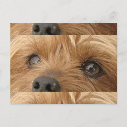 Yorkie Augen Postkarte (Vorderseite)