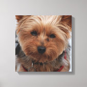Yorkie Canvas Print Leinwanddruck (Vorderseite)