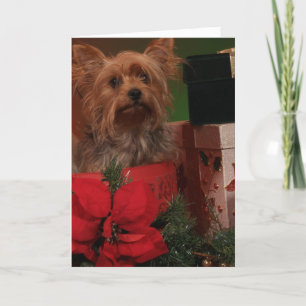 Yorkie Christmas Cards Feiertagskarte