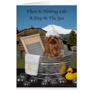 Yorkie Day am Wellness-Center