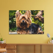 Yorkie dog Leinwand (Insitu (Wohnzimmer))