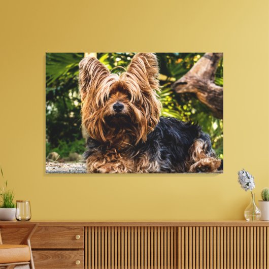 Yorkie dog Leinwand (Insitu (Wohnzimmer))