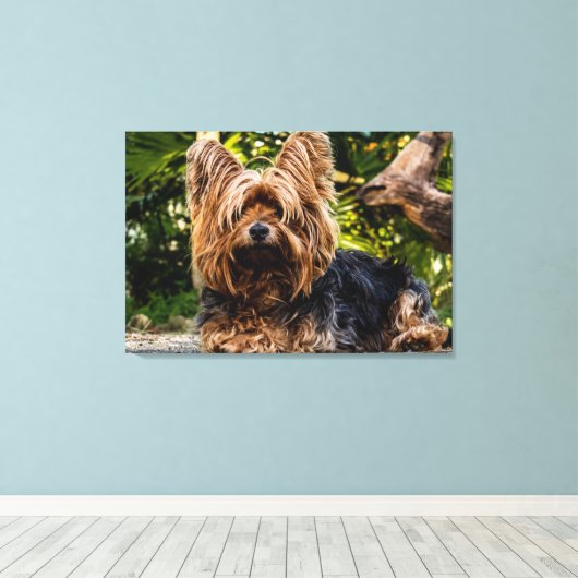 Yorkie dog Leinwand (Insitu (Holzboden))