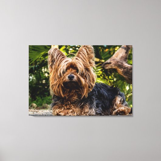 Yorkie dog Leinwand (Vorderseite)