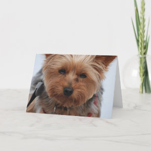 Yorkie Greeting Card Karte