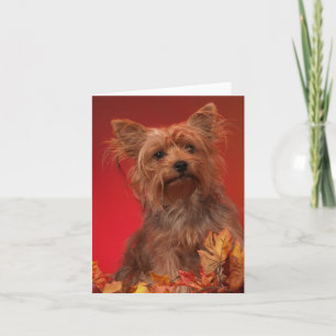 Yorkie Happy Thanksgiving Cards Feiertagskarte