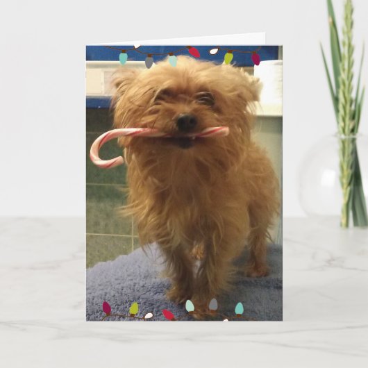 Yorkie-Hund-Candy-Cane-Weihnachtskarte Karte (Vorderseite)