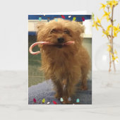 Yorkie-Hund-Candy-Cane-Weihnachtskarte Karte (Gelbe Blume)