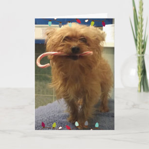 Yorkie-Hund-Zuckerstangen-Weihnachtskarte Karte
