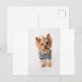 Yorkie-im Pullover Postkarte (Vorne/Hinten)