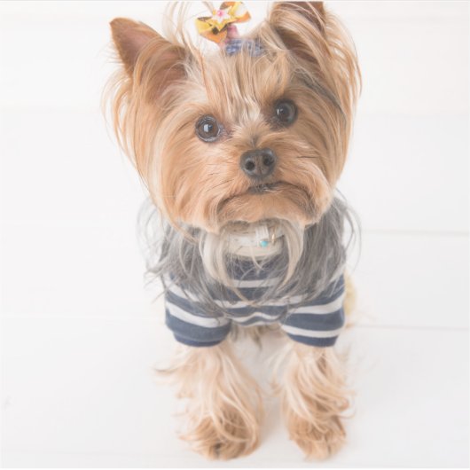 Yorkie-in-Pullover Aufkleber (Vorderseite)