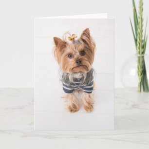 Yorkie-in-Pullover Karte