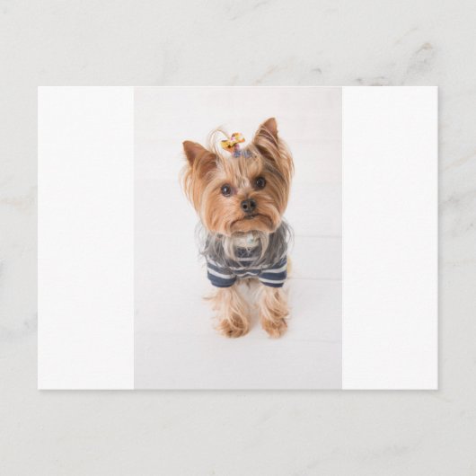 Yorkie-in-Pullover Postkarte (Vorderseite)