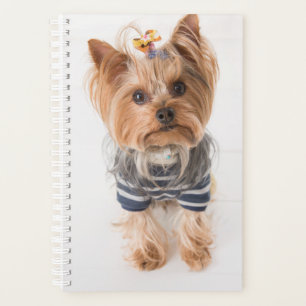 yorkie-in sweater planer