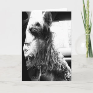 Yorkie Karte