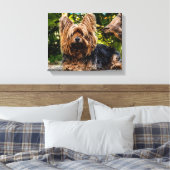Yorkie Leinwanddruck (Insitu (Schlafzimmer))