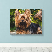 Yorkie Leinwanddruck (Insitu (Holzboden))